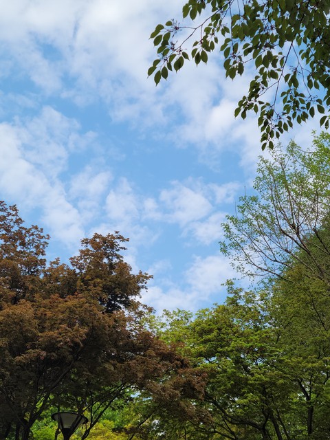 обои daytime, leaf