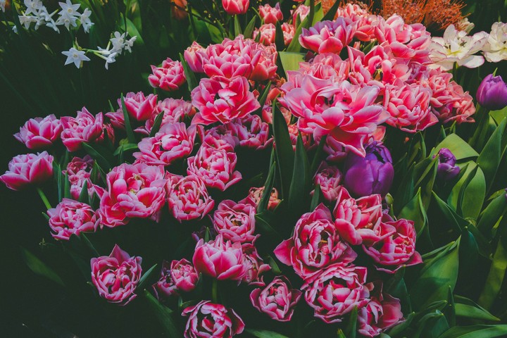 tulip