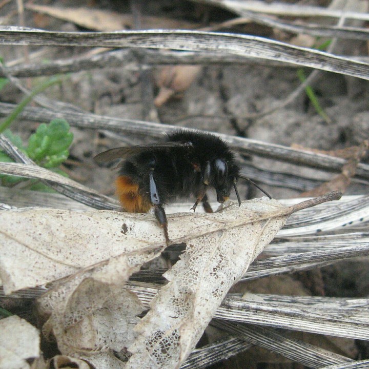 Bumblebee