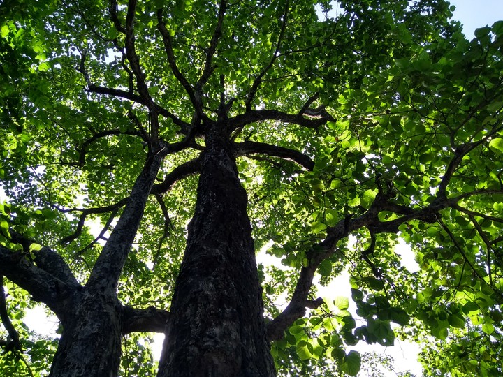 green beauty