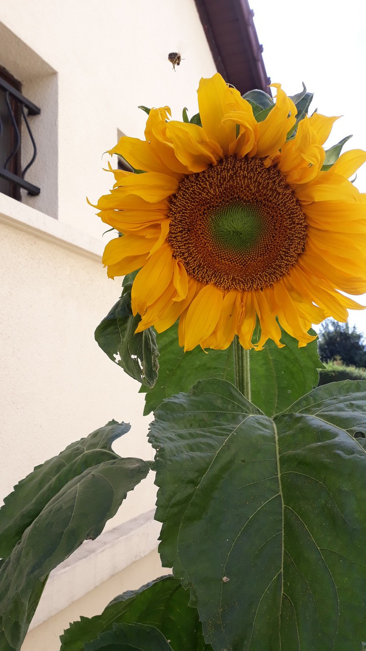 Tournesol de mon jardin.