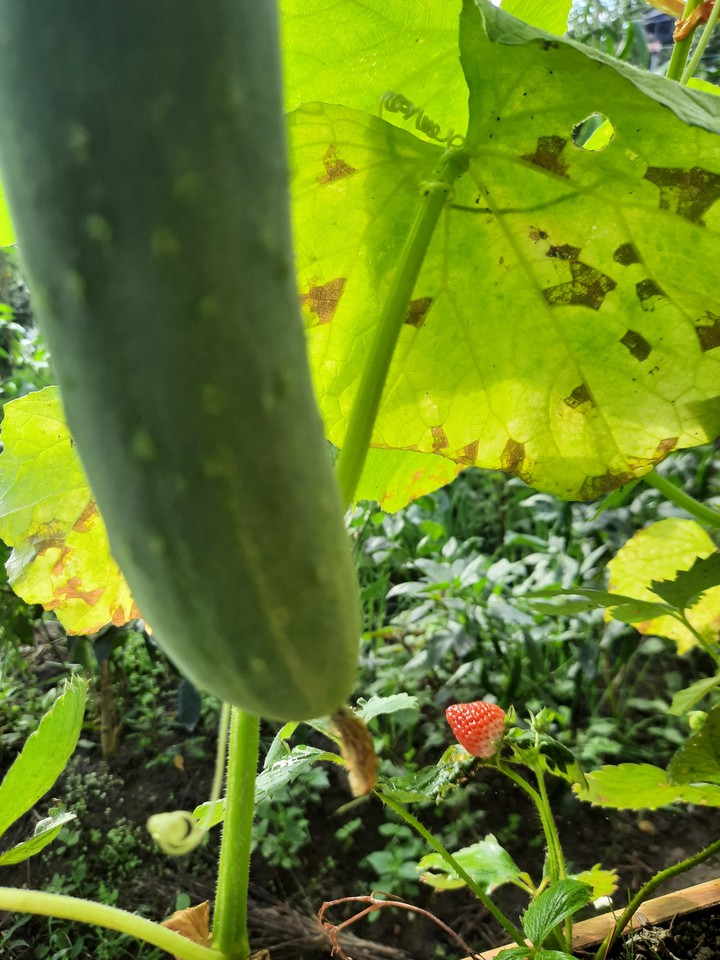 Cucumber