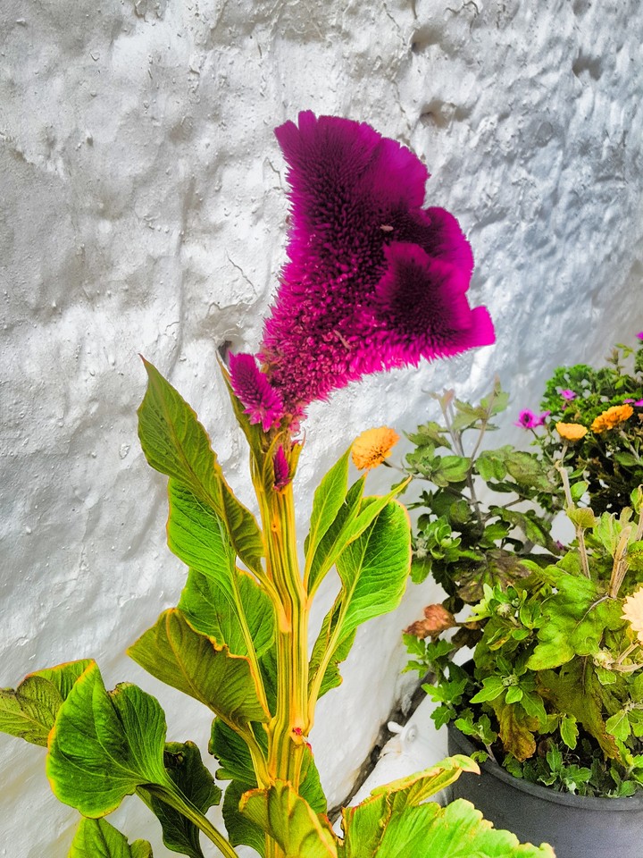flower, green, summer, nature