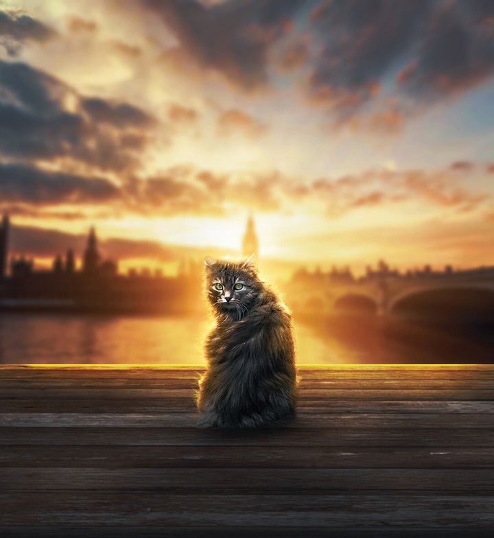 lonely cat