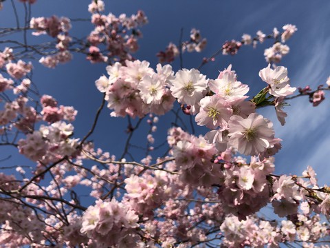 Blossom