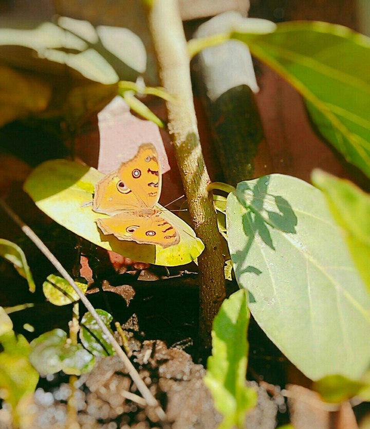 Live butterfle