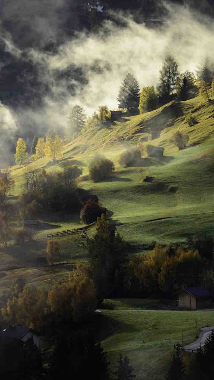Forest Fields