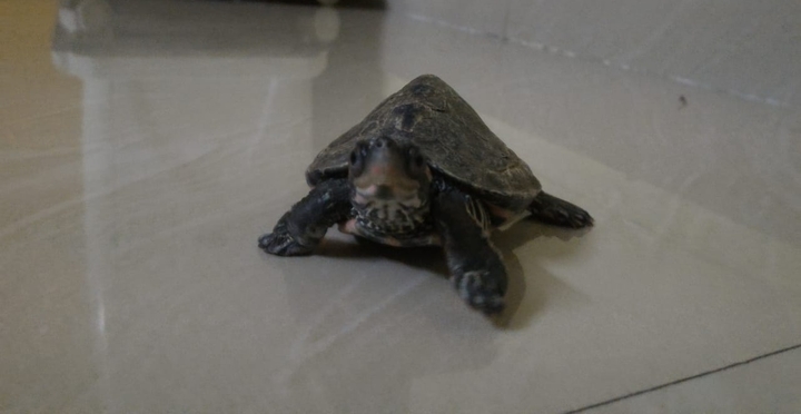 meet Mr SLOW..