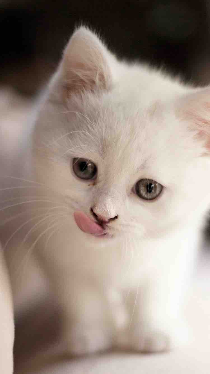 고양이 눈사람