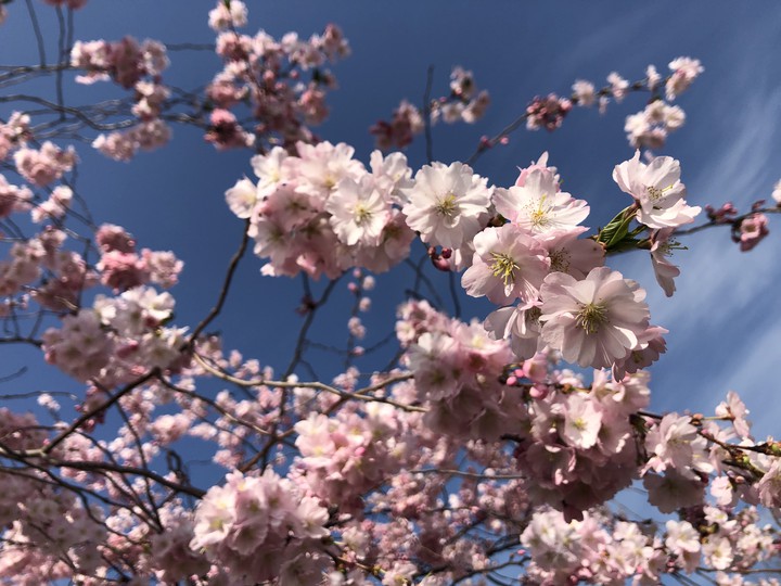 Blossom