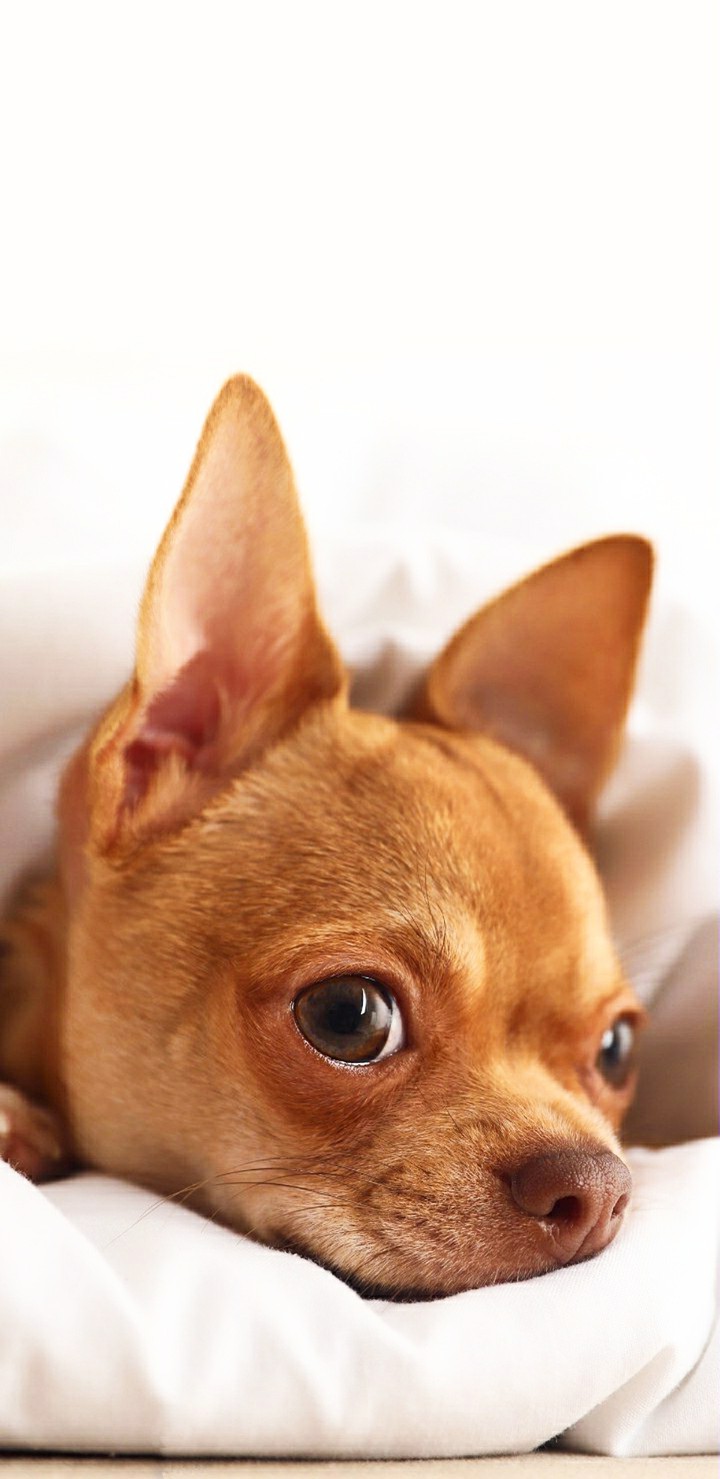 Dogs