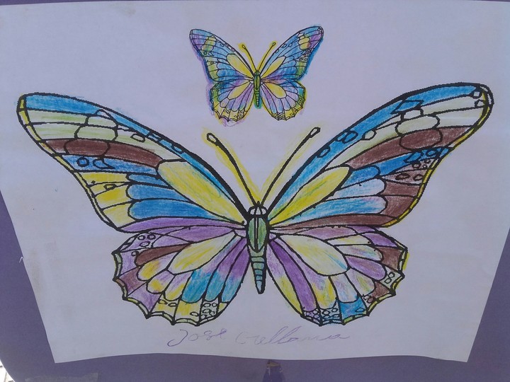 mariposas multicolor