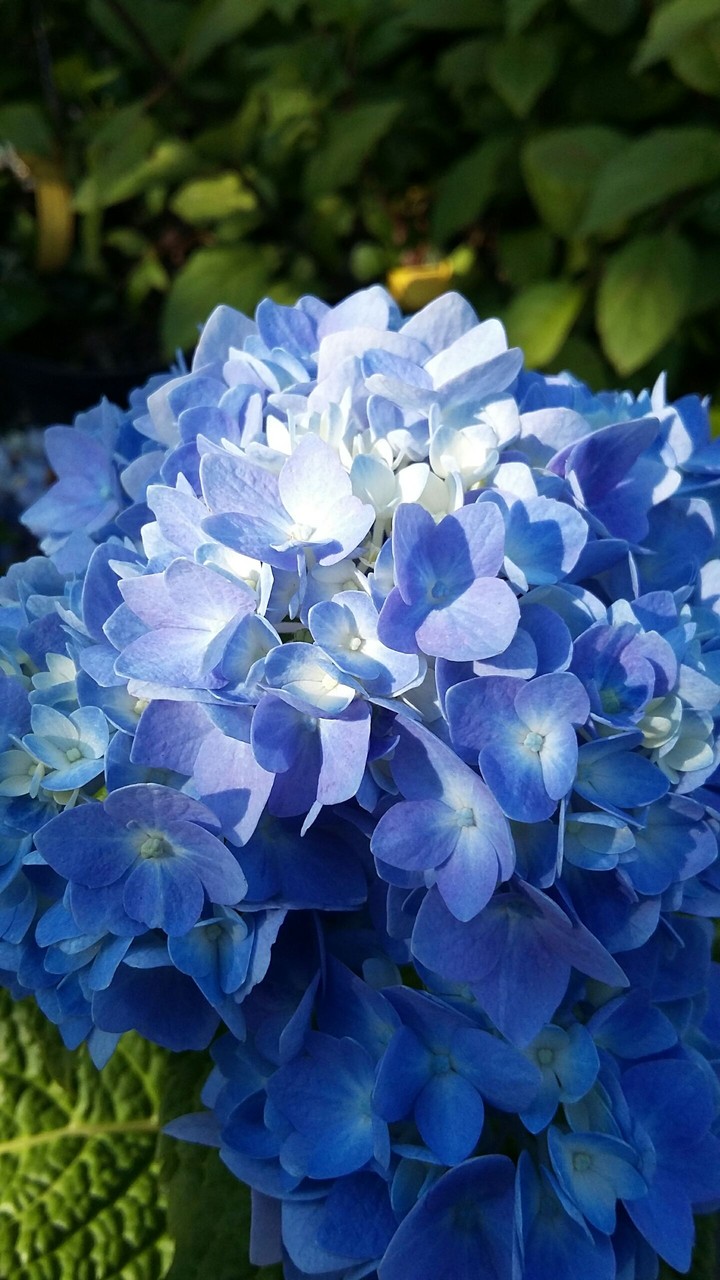 Hydrangea