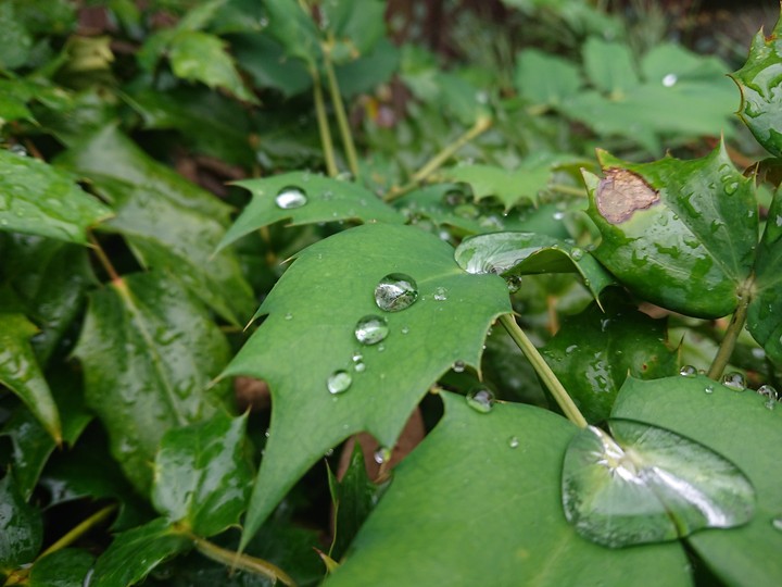 leaf