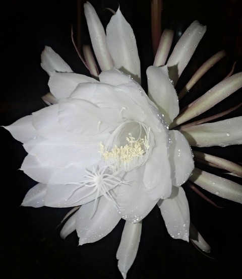 epiphyllum, flower wallpapers