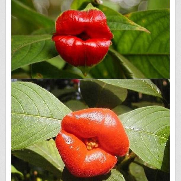Red lips flowers♥️