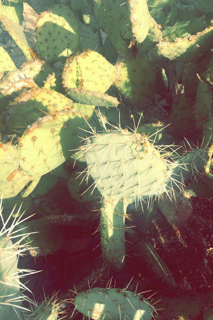 Cactus