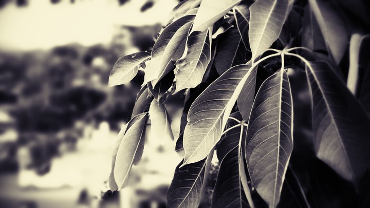 leaves.