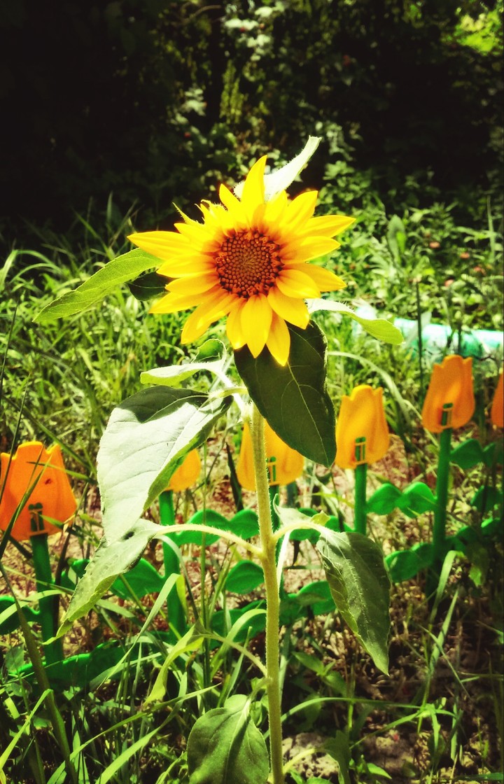 Sunflower