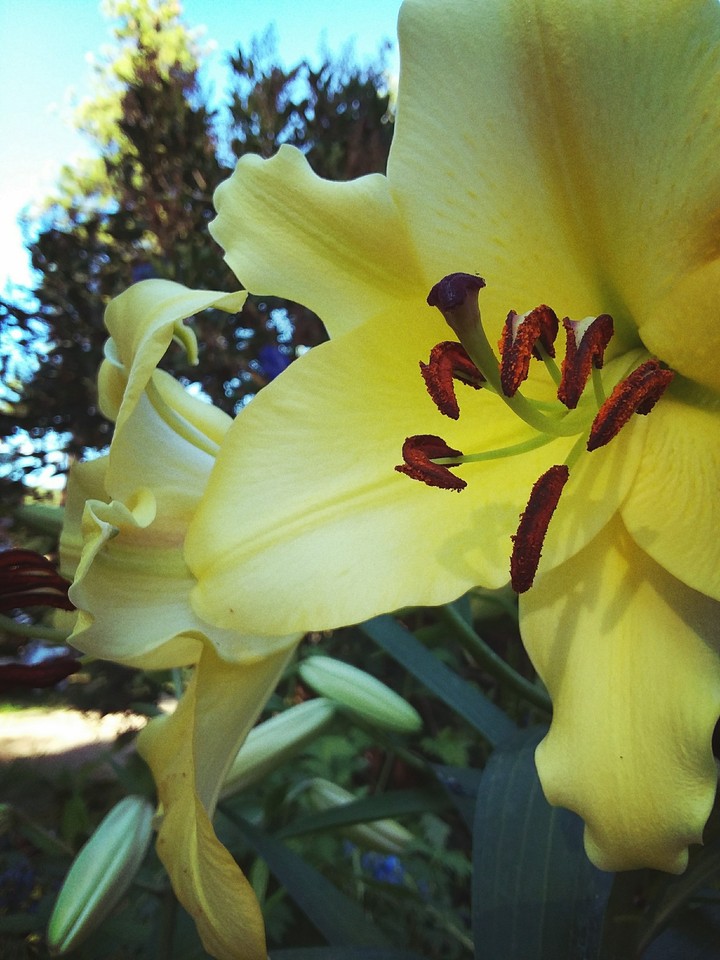 Flowers