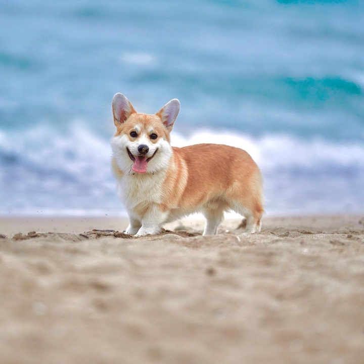 Dog