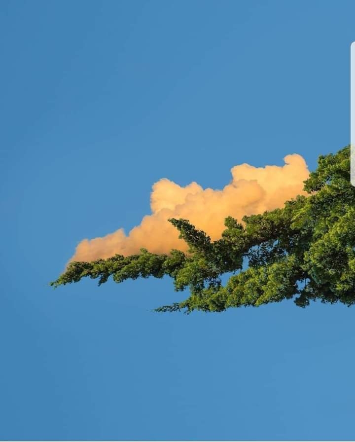 tree sky