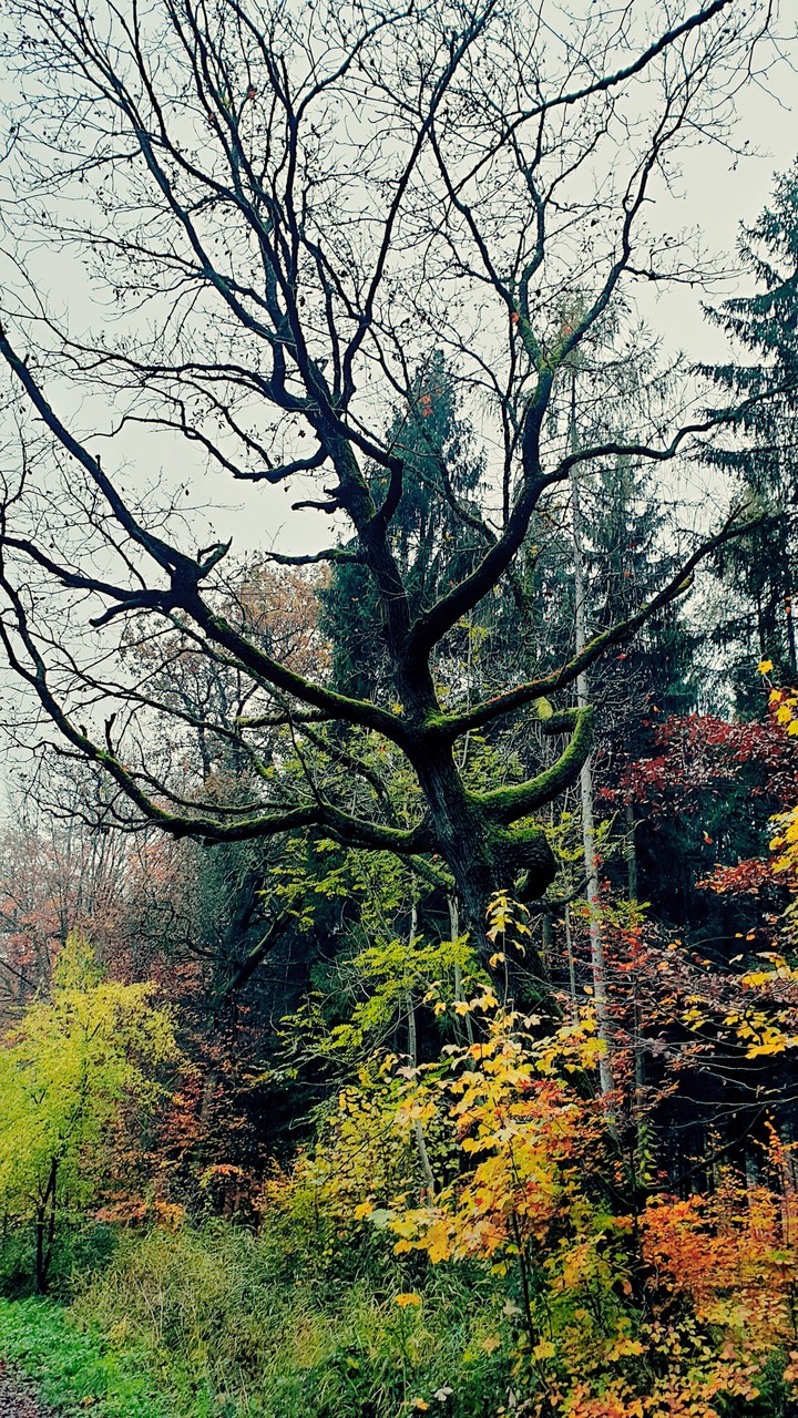 Oak in a wood