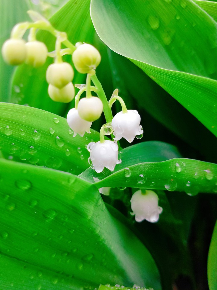 lily of the valley