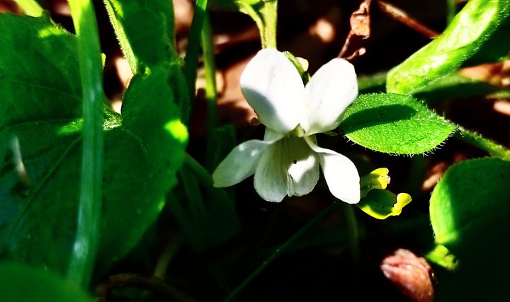 white flower