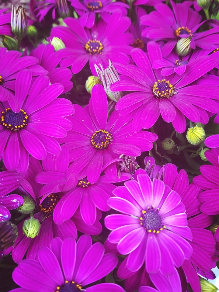 pink flowers