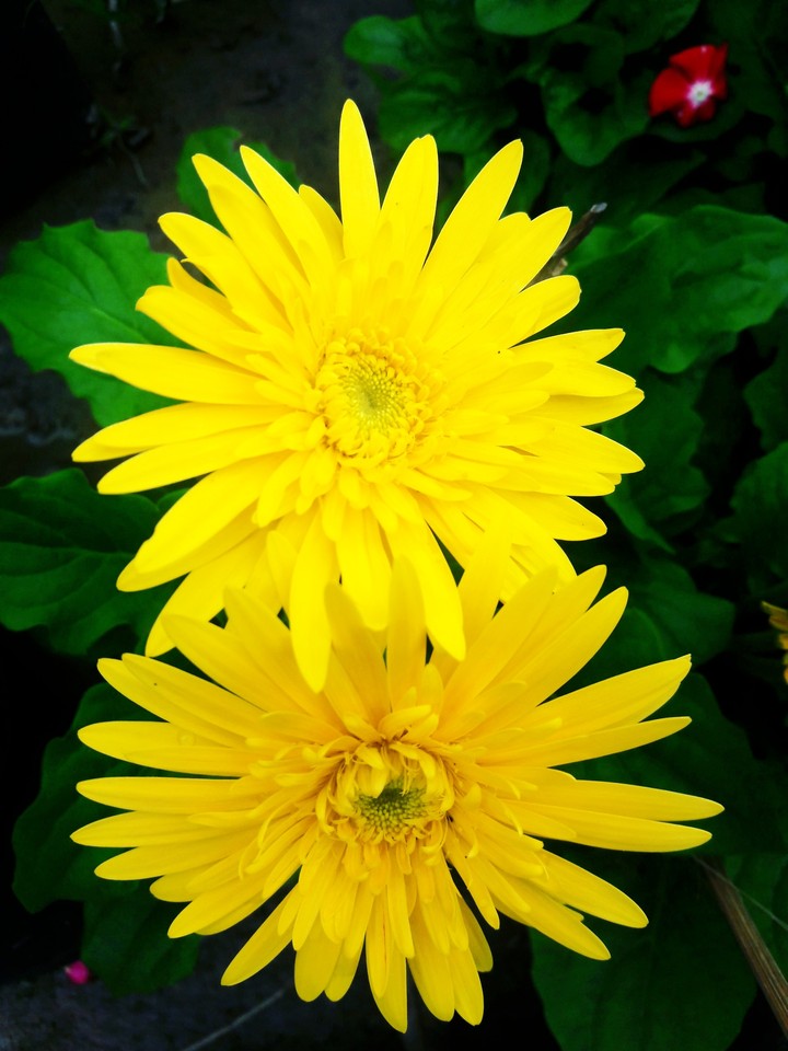 Flower