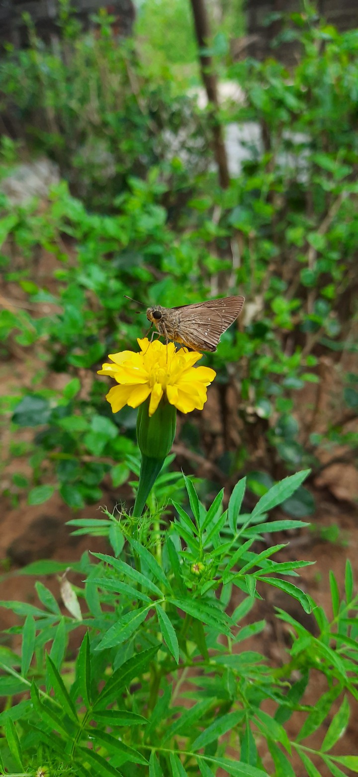 Butterfly on flower