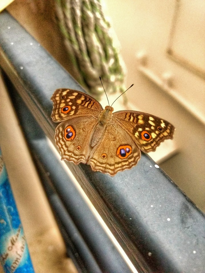 butterfly