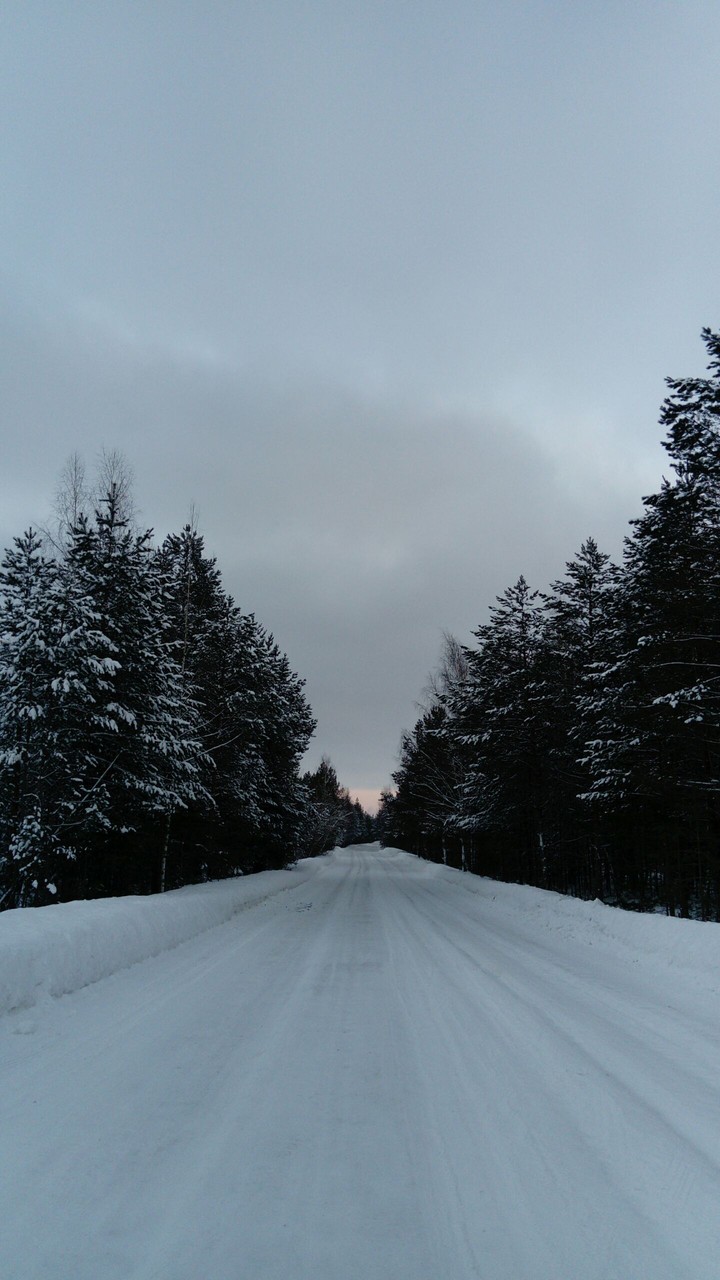 лес в снегу