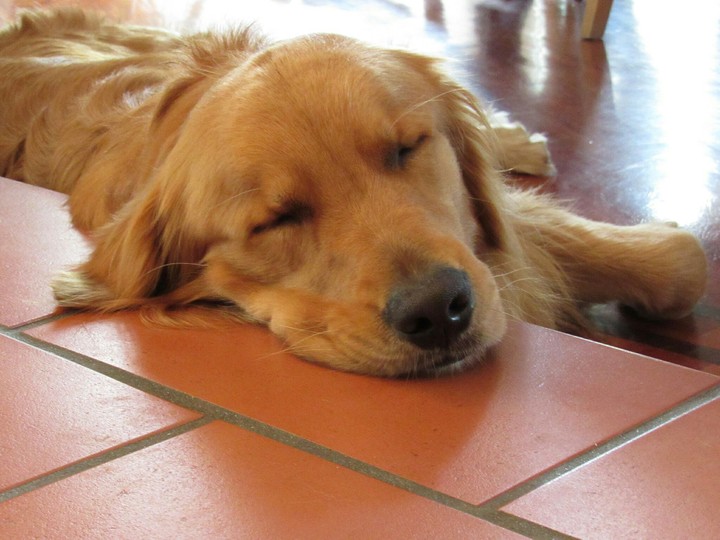 sleeping dog