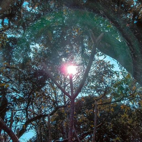 fundo de quintal