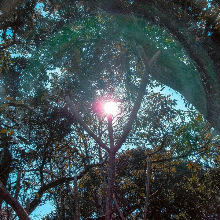 fundo de quintal