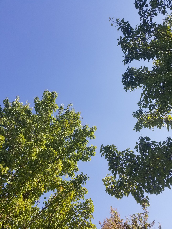 Trees and blue sky