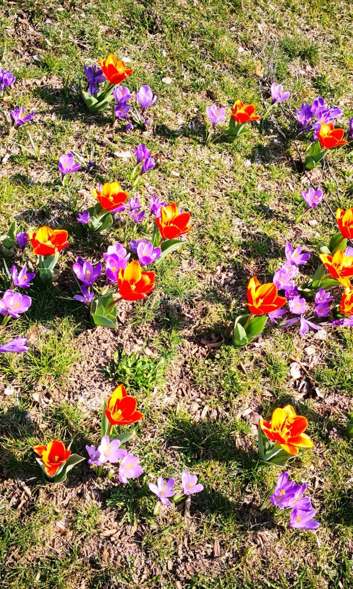 tulips