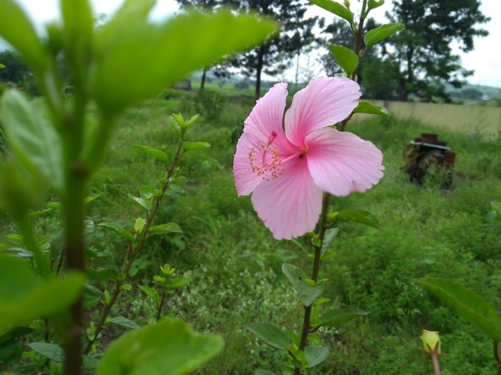 Hibiscus