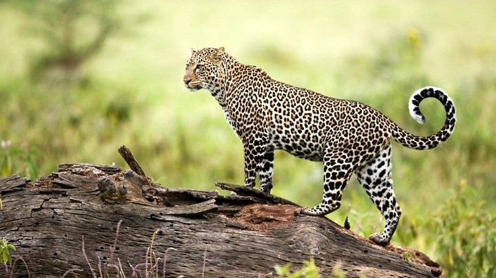 Cheetah