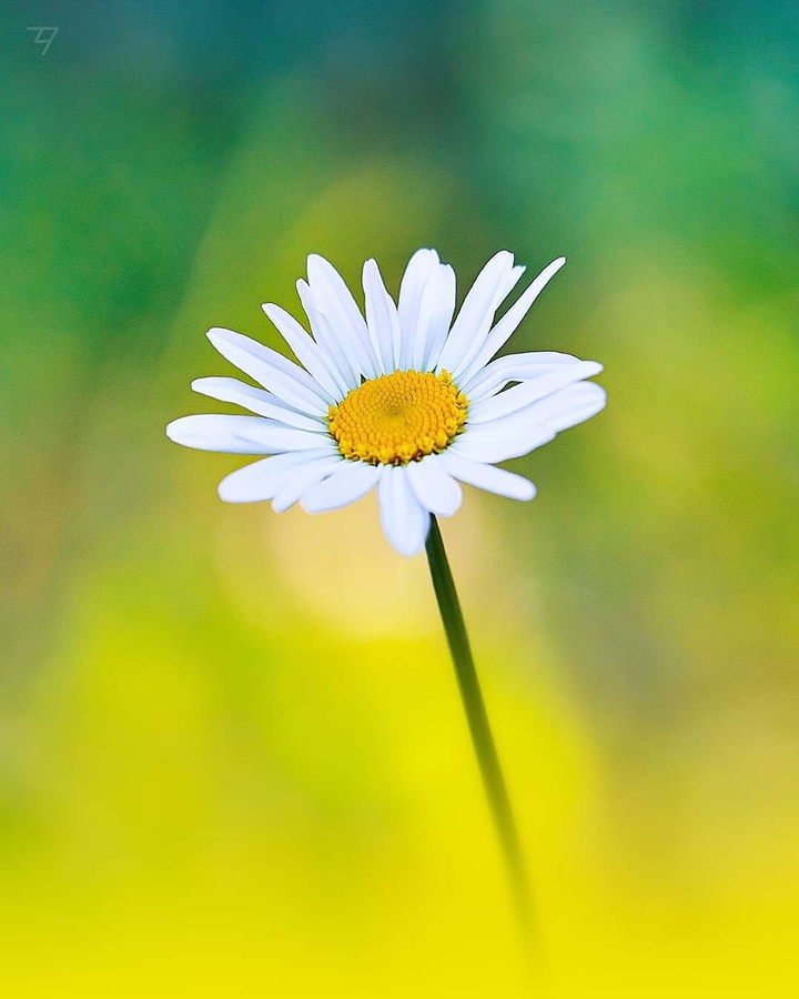 flower white