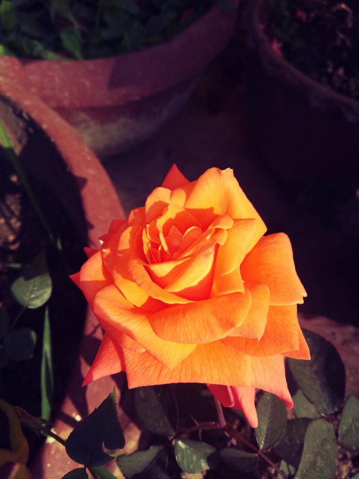rose...