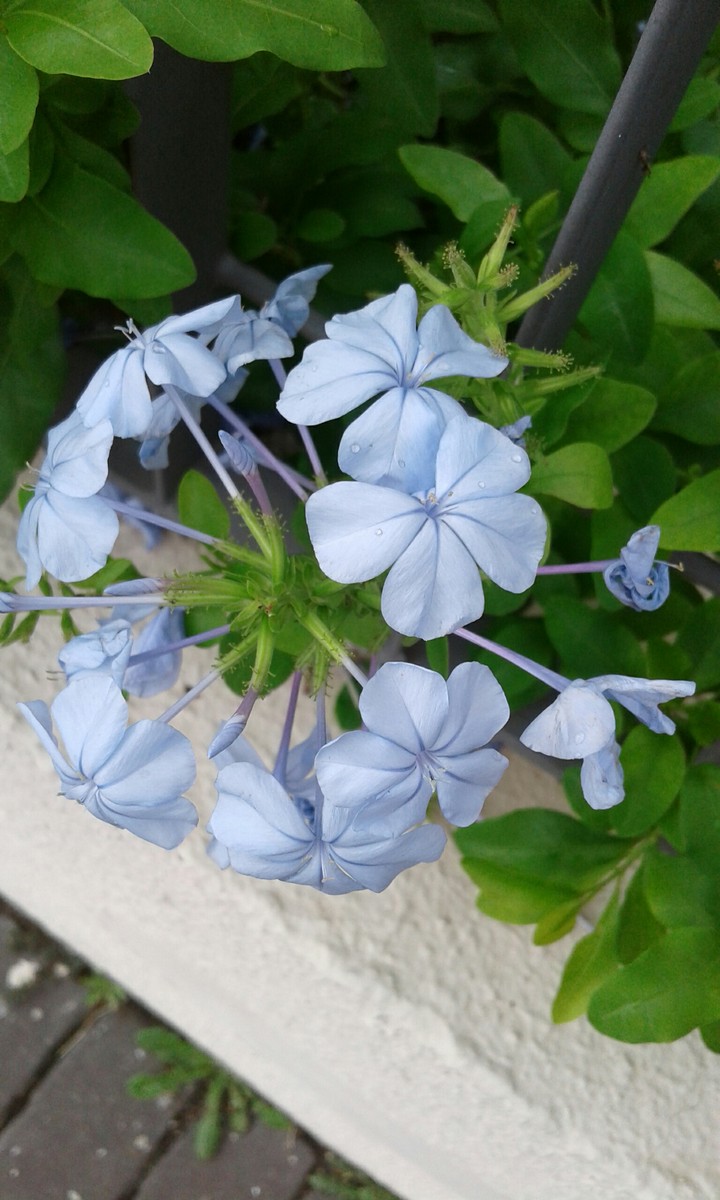 flor