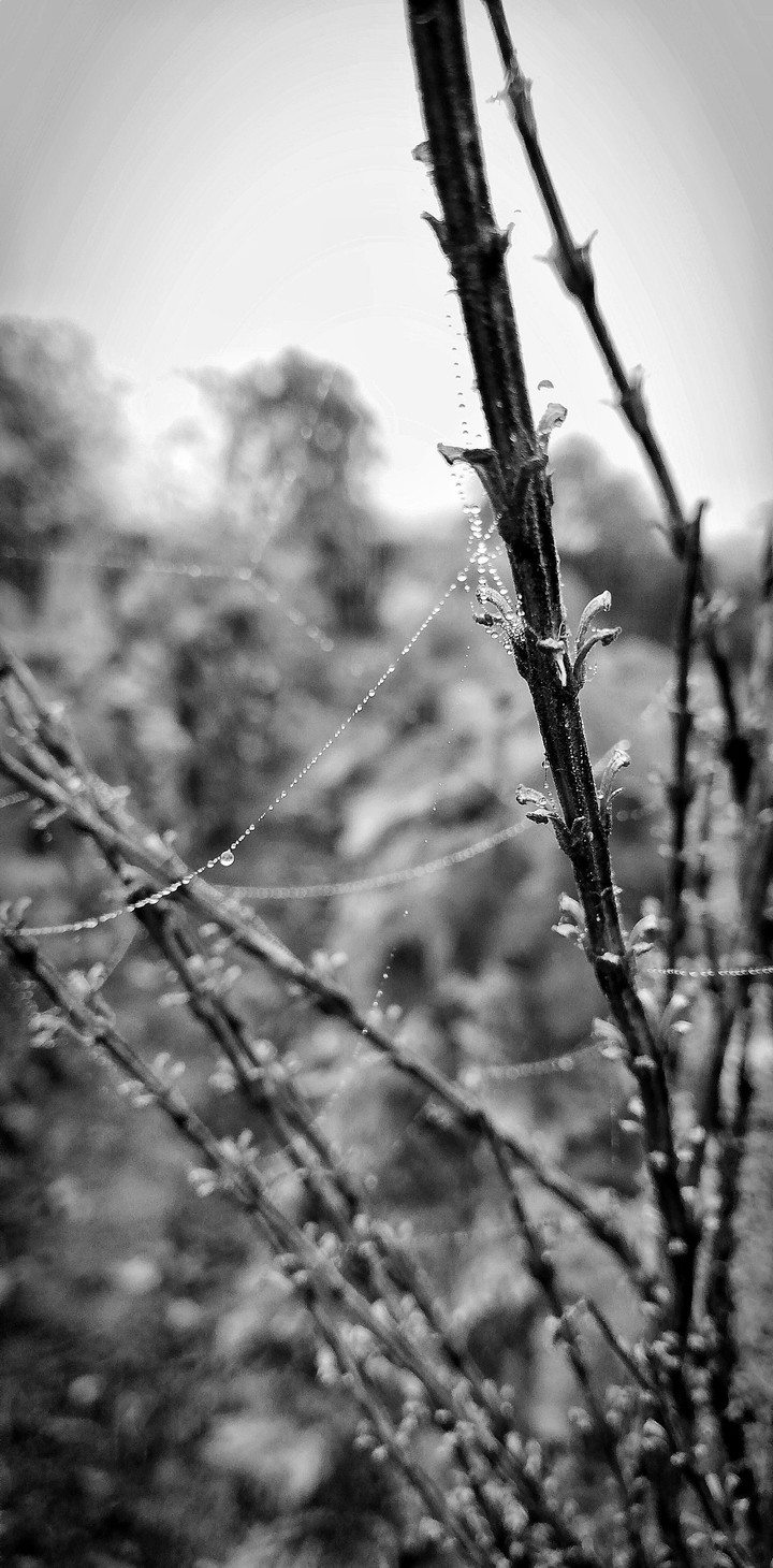 strings