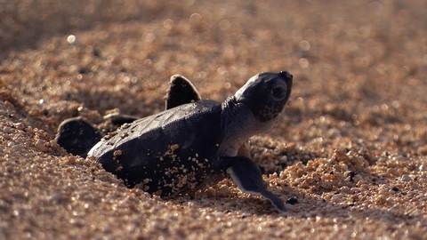 sea turtle