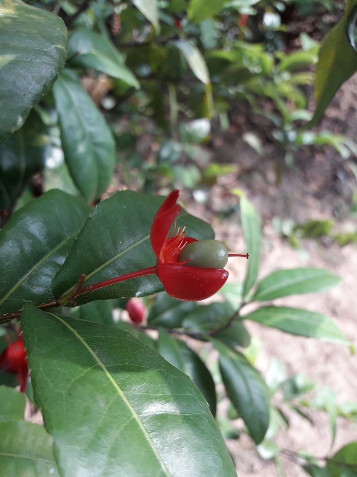 It's name "Micky mouse flower"