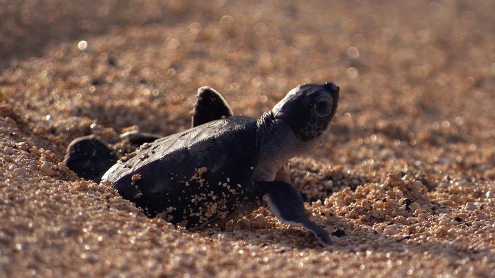 sea turtle