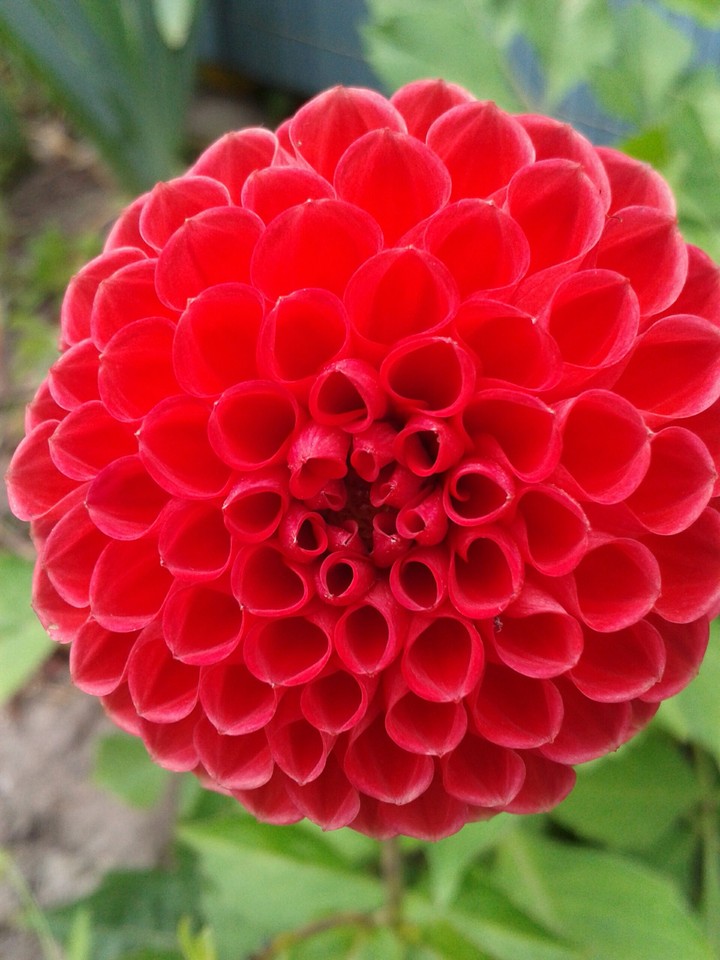 Blume