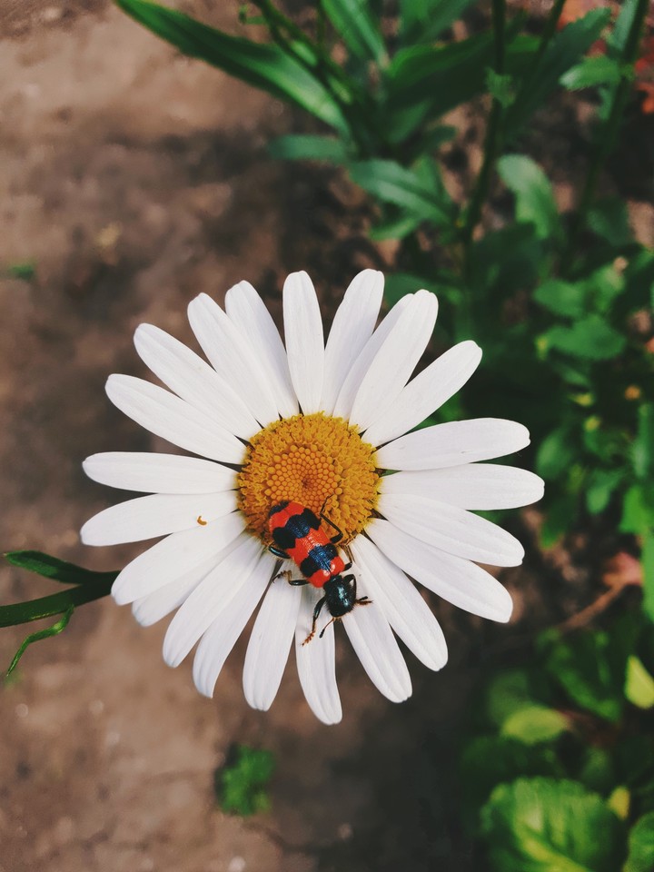 flower